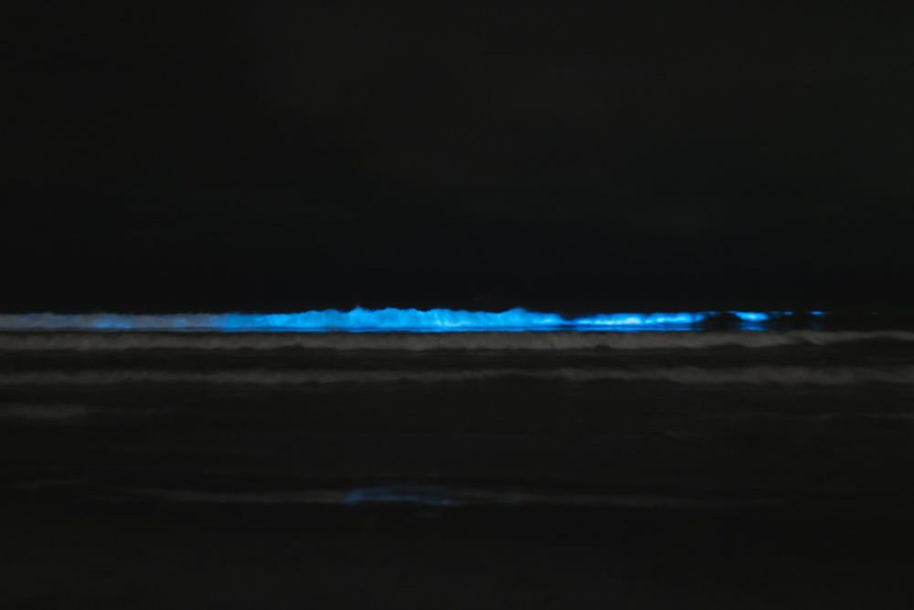 bioluminiscencia_pixabay-1000x667 - No es Holbox: las alucinantes lagunas donde se puede ver la bioluminiscencia en las costas oaxaqueñas