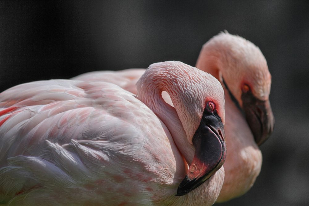 La hermosa playa virgen de arena blanca y mar turquesa que casi nadie conoce, está a 50 minutos de Mérida y se pueden ver flamencos