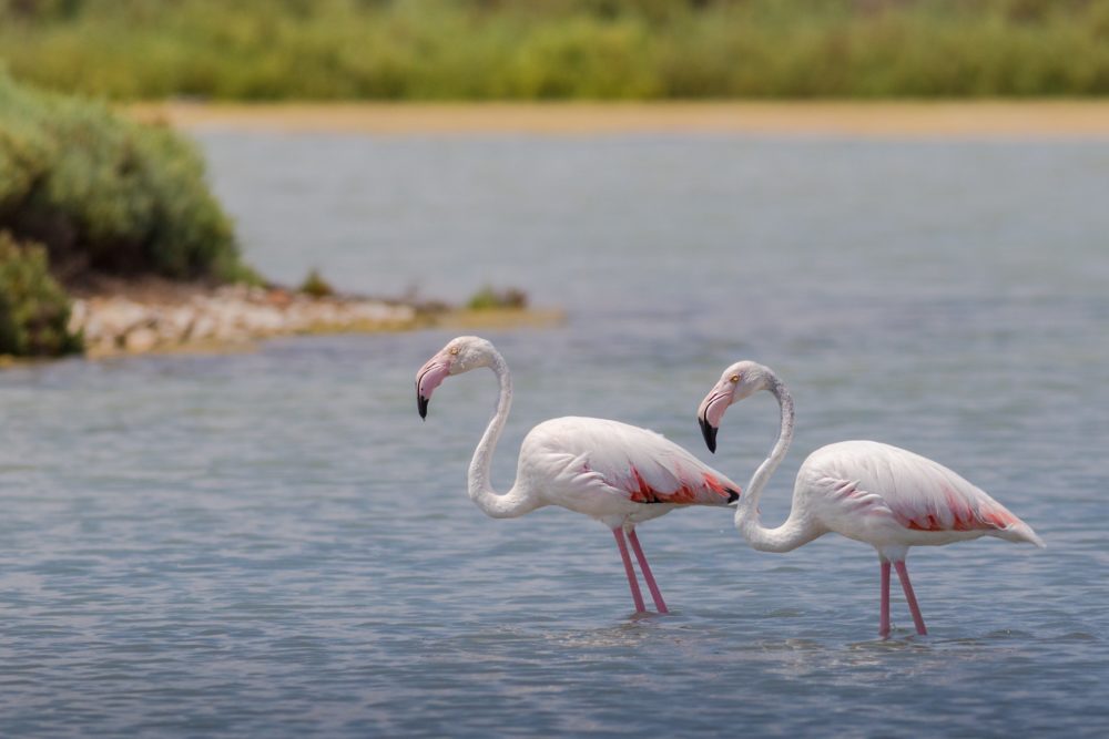 flamingos_pixabay-1000x667 - La hermosa playa virgen de arena blanca y mar turquesa que casi nadie conoce, está a 50 minutos de Mérida y se pueden ver flamencos