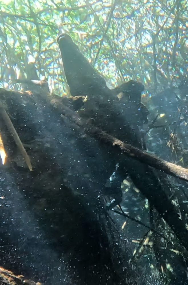 panchito-cocodrilo-659x1000 - Cenote Manatí, el hogar de “Panchito” (el cocodrilo) en Tulum