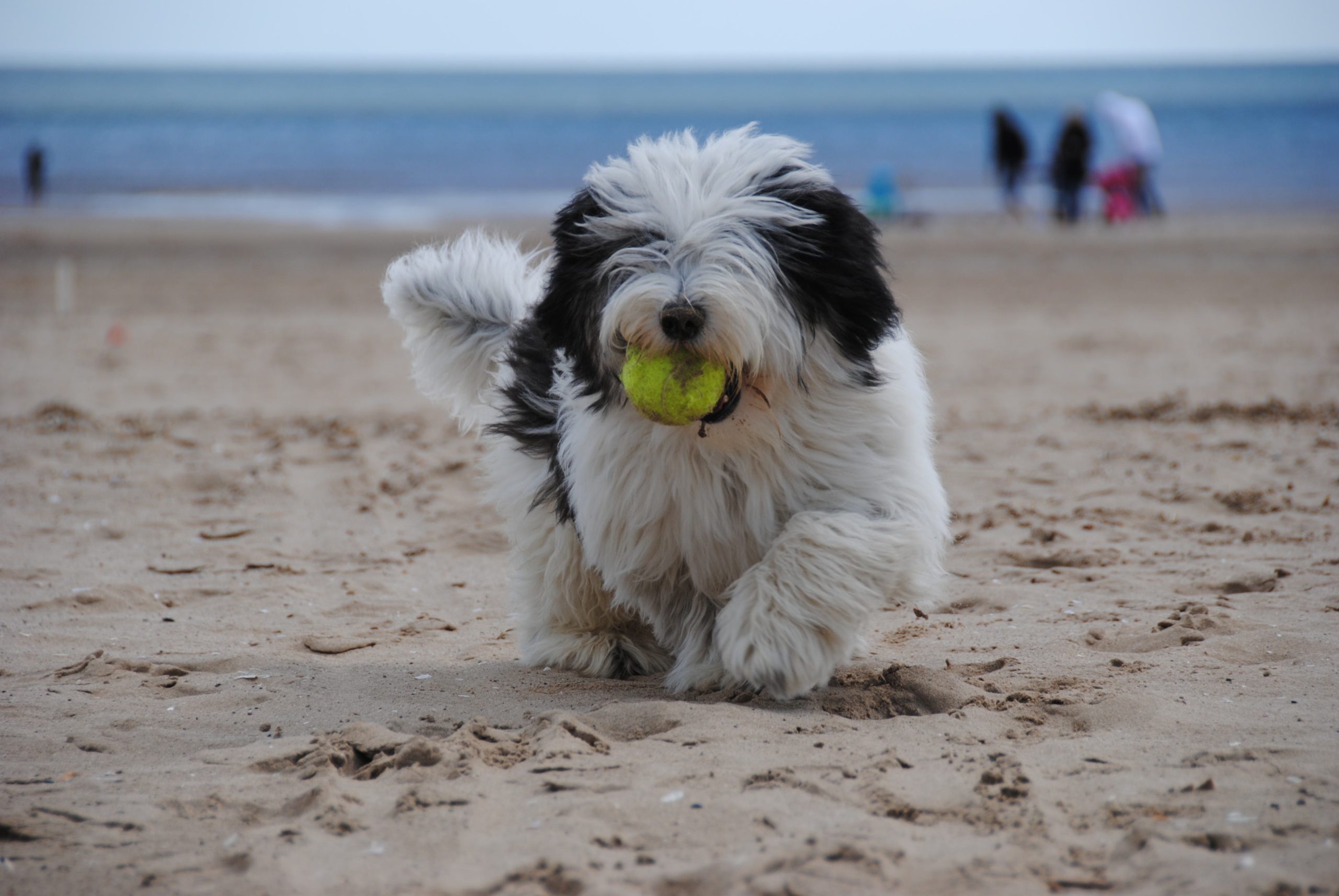 Estas preciosas playas de Nayarit son pet-friendly y perfectas para unas vacaciones de verano con toda la familia