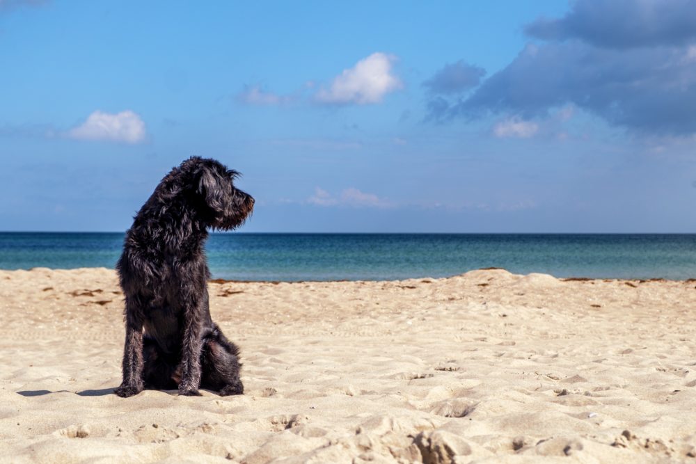 perro_playa_pixabay2-1000x667 - Estas preciosas playas de Nayarit son pet-friendly y perfectas para unas vacaciones de verano con toda la familia