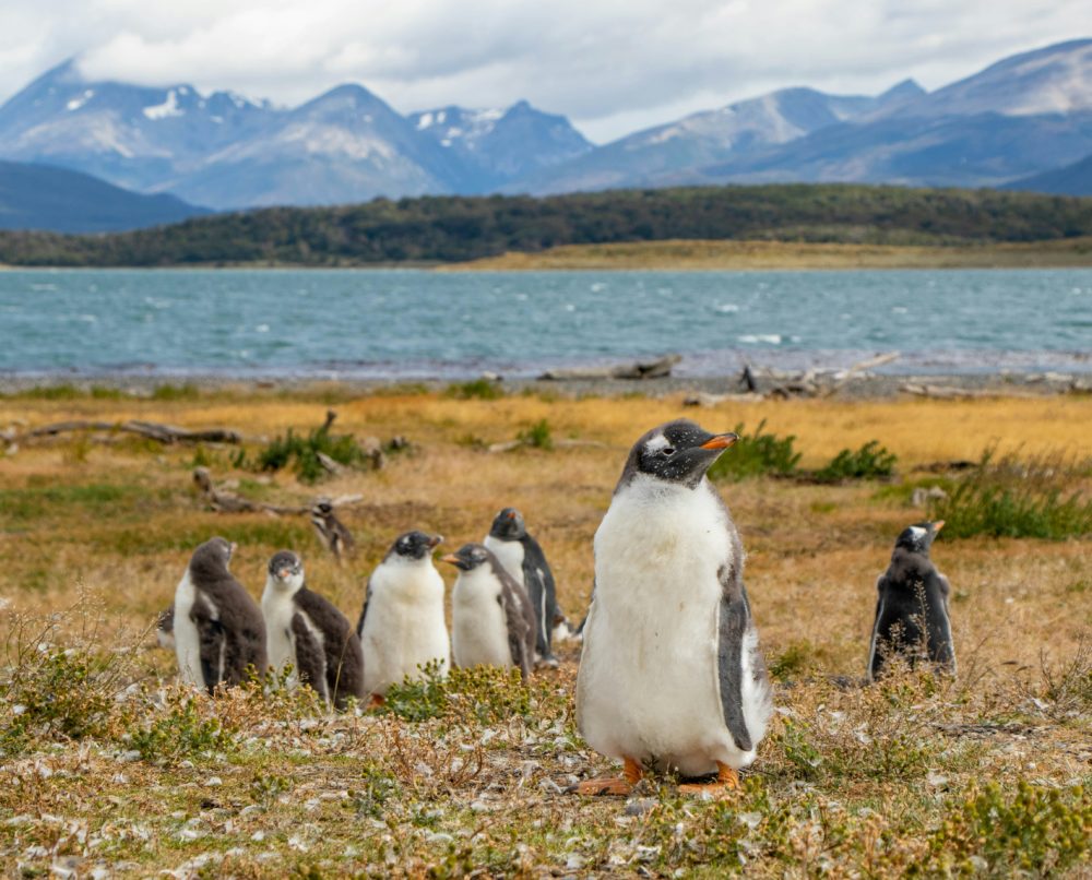 pinguinos_en_Ushuaia_Argentina-1000x806 - Ushuaia: explora las maravillas de la Ciudad del Fin del Mundo