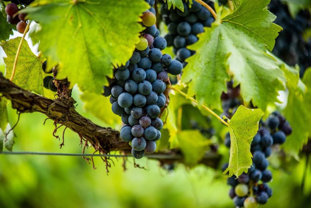 vinedos_pixabay_2-1000x667 - El pueblito de Mendoza con ricos vinos y paisajes de cuento que fue nominado por la ONU Turismo como uno de los más bonitos del mundo