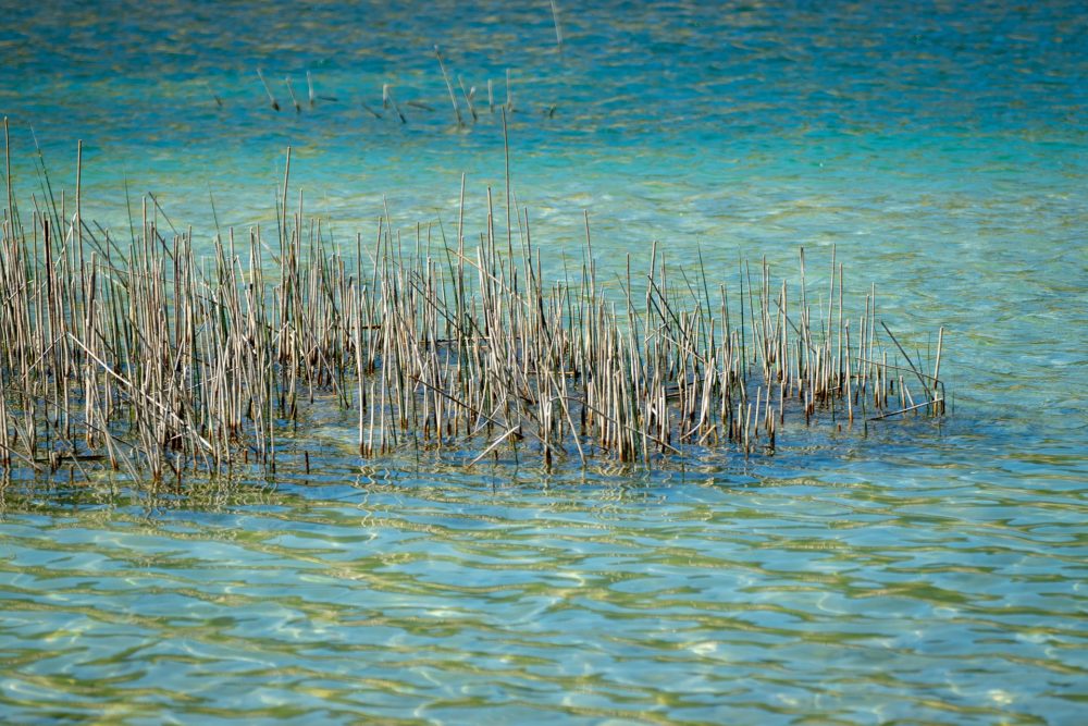 La playa que es un oasis en medio del desierto en este Pueblo Mágico y podrás hacer senderismo, andar en bicicleta o mirar el hermoso cielo estrellado
