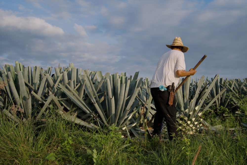 Agave-1000x668 - Pueblos Mágicos de Jalisco: dónde están ubicados y cómo visitarlos