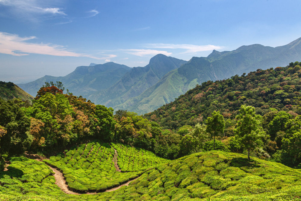 Campos-de-te-en-Kerala-credito-mammuth-1000x667 - Cocinas del Mundo: viajar por los mejores destinos gastronómicos en Latinoamérica e India