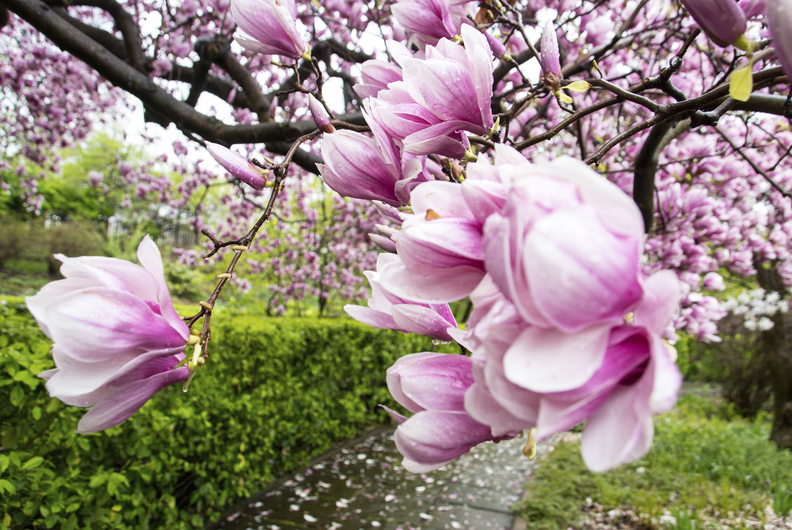 El idílico jardín inglés en Central Park con hermosas flores que debes visitar en Nueva York