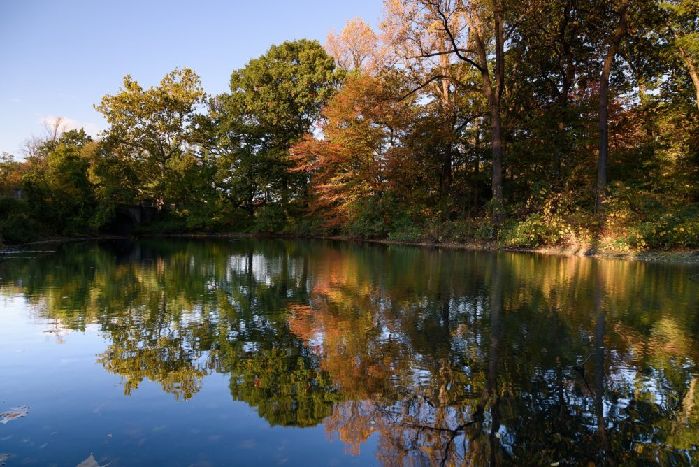 New_York_Botanical_Garden_wikimedia_commons_King-of-Hearts3-1000x668 - ¿Cuándo es más barato viajar a Nueva York?