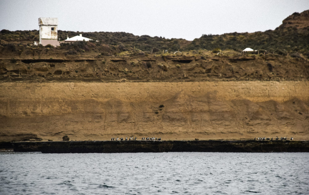 Pinguinos-en-Puerto-Piramides-1000x631 - Empezó la temporada de ballenas en Puerto Madryn