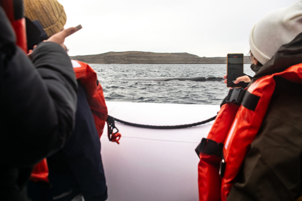 Puerto-Madryn-Avistaje-de-ballenas-1000x667 - Empezó la temporada de ballenas en Puerto Madryn