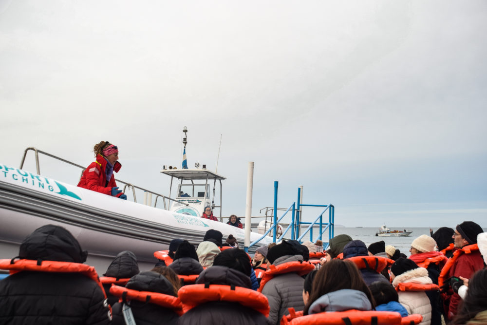 Puerto-Madryn-Gonzalo-Galarza-Cerf-105-1000x667 - Empezó la temporada de ballenas en Puerto Madryn