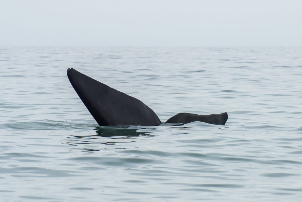 Cuándo viajar a Puerto Madryn para ver las ballenas