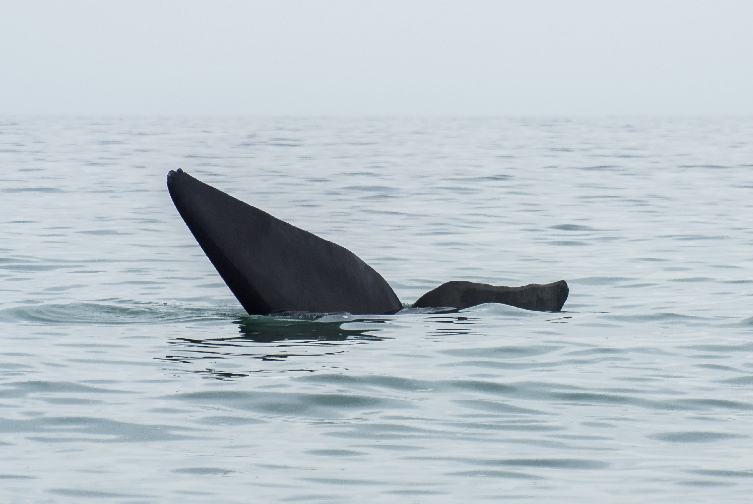 Cuándo viajar a Puerto Madryn para ver las ballenas Cuándo viajar a Puerto Madryn para ver las ballenas