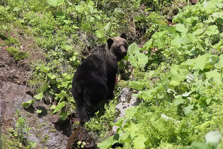 TAL-bear-shiretoko-national-park-HOKKAIDOBEARS0224-df81356bd7004279b4b7d94541c447e7 - Vi osos, cachalotes y grullas de corona roja en algunos de los parques nacionales más hermosos de Japón