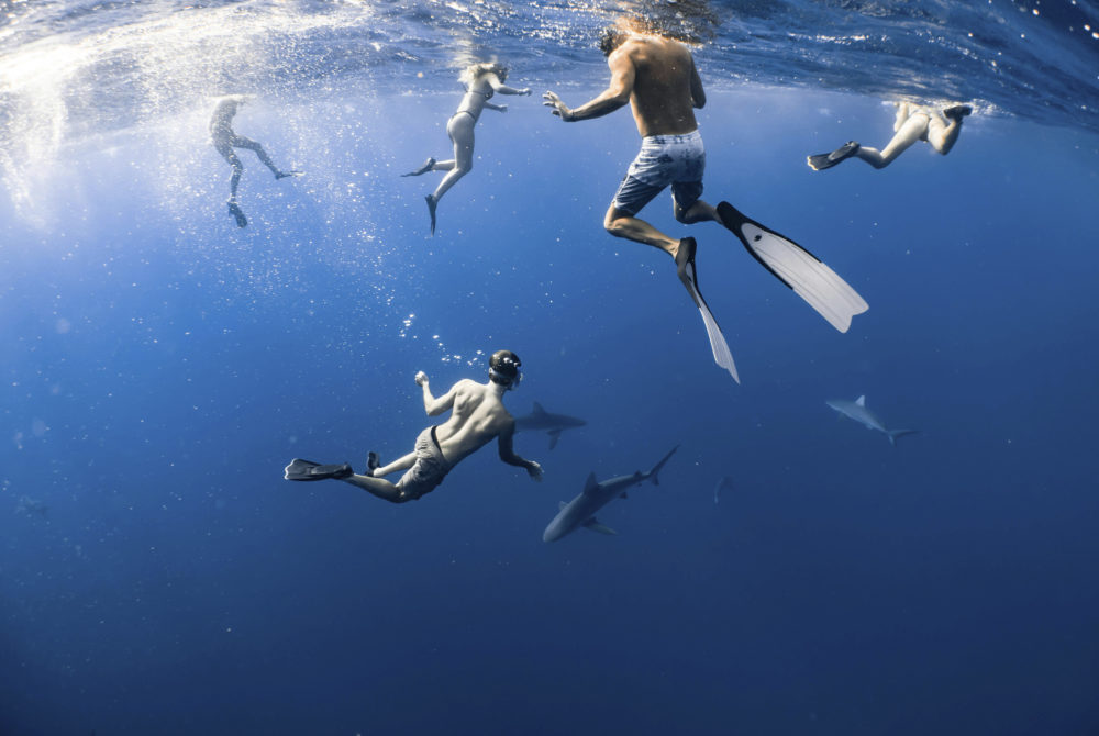 Tiburones-1000x670 - No es Walt Disney World: el parque de atracciones de Orlando donde los niños se divertirán mucho en contacto con la naturaleza