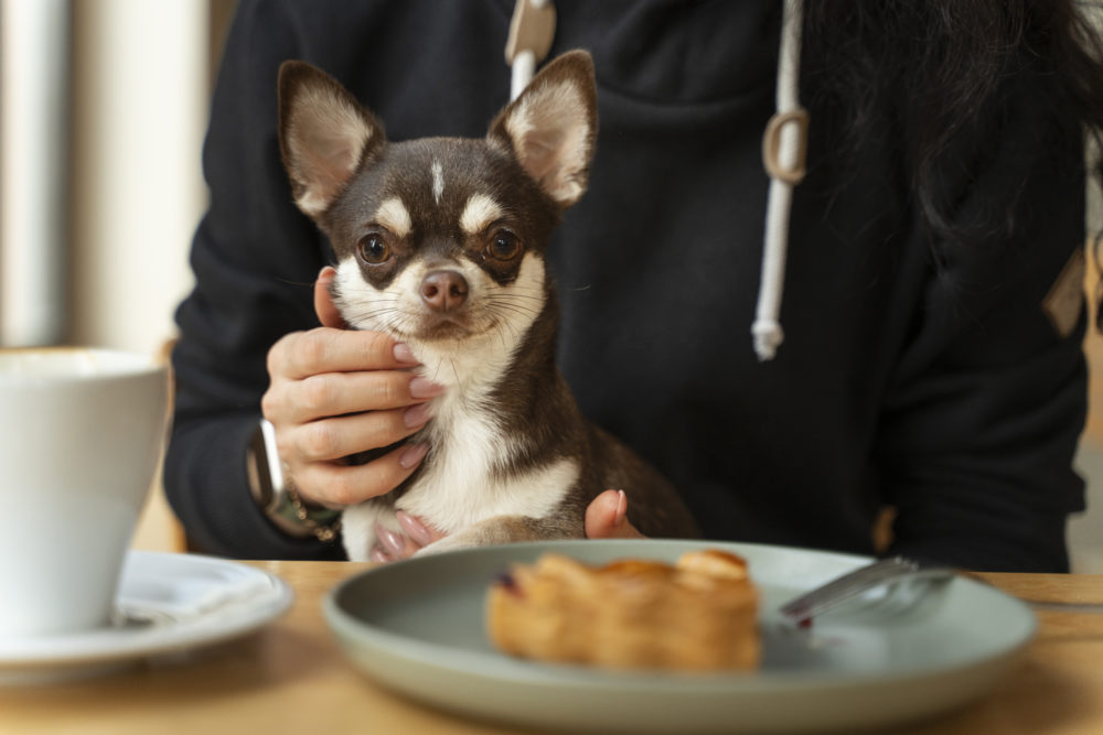 El bonito restaurante de la Plaza Mayor de Madrid con una cueva subterránea, es dog friendly y tiene un galardonado cachopo