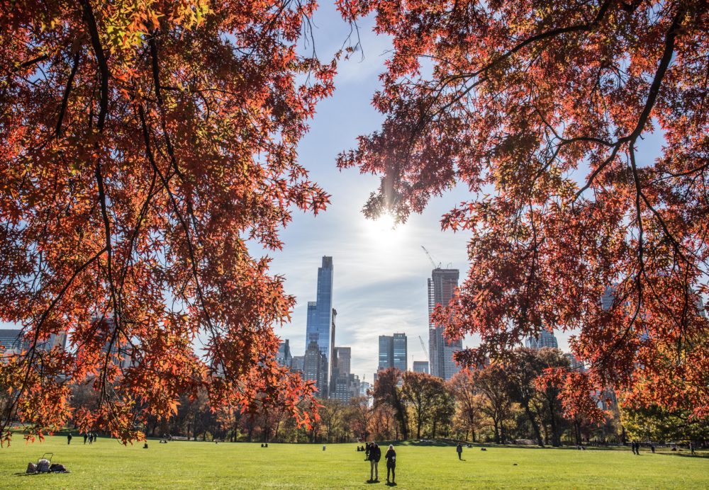 beautiful-view-park-high-buildings-with-tree-branches-foreground-1-1-1000x692 - No solo Central Park: los parques en Nueva York más románticos de Manhattan para una caminata de enamorados