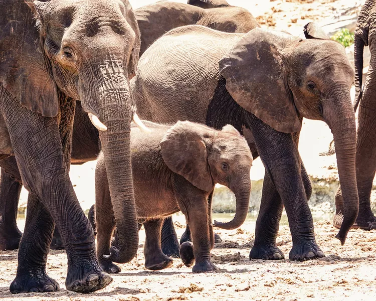 elephants-chobe-game-lodge-ruggiero-desertdelta0524-f197532bdc5b46c28d44d313afab69ab-1 - Esta empresa de safaris tiene 9 campamentos con todo incluido que te permiten ver lo mejor de Botswana a pie, en barco y en jeep