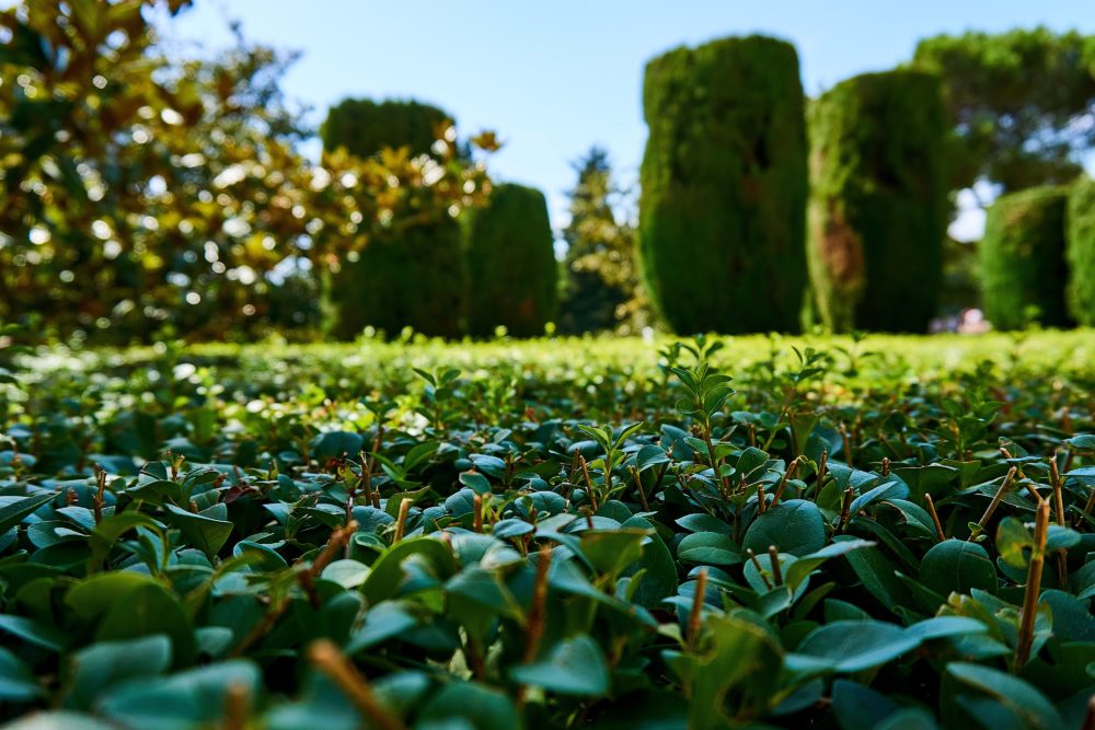 garden-pixabay-1000x667 - Todos los jardines botánicos de Nueva York, dónde están ubicados y qué ver en cada uno