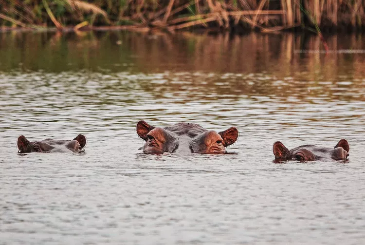 hippos-botswana-ruggiero-desertdelta0524-82fe3857e1d748aebad490a4f285bcec - Esta empresa de safaris tiene 9 campamentos con todo incluido que te permiten ver lo mejor de Botswana a pie, en barco y en jeep