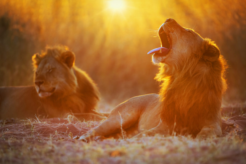 Esta empresa de safaris tiene 9 campamentos con todo incluido que te permiten ver lo mejor de Botswana a pie, en barco y en jeep