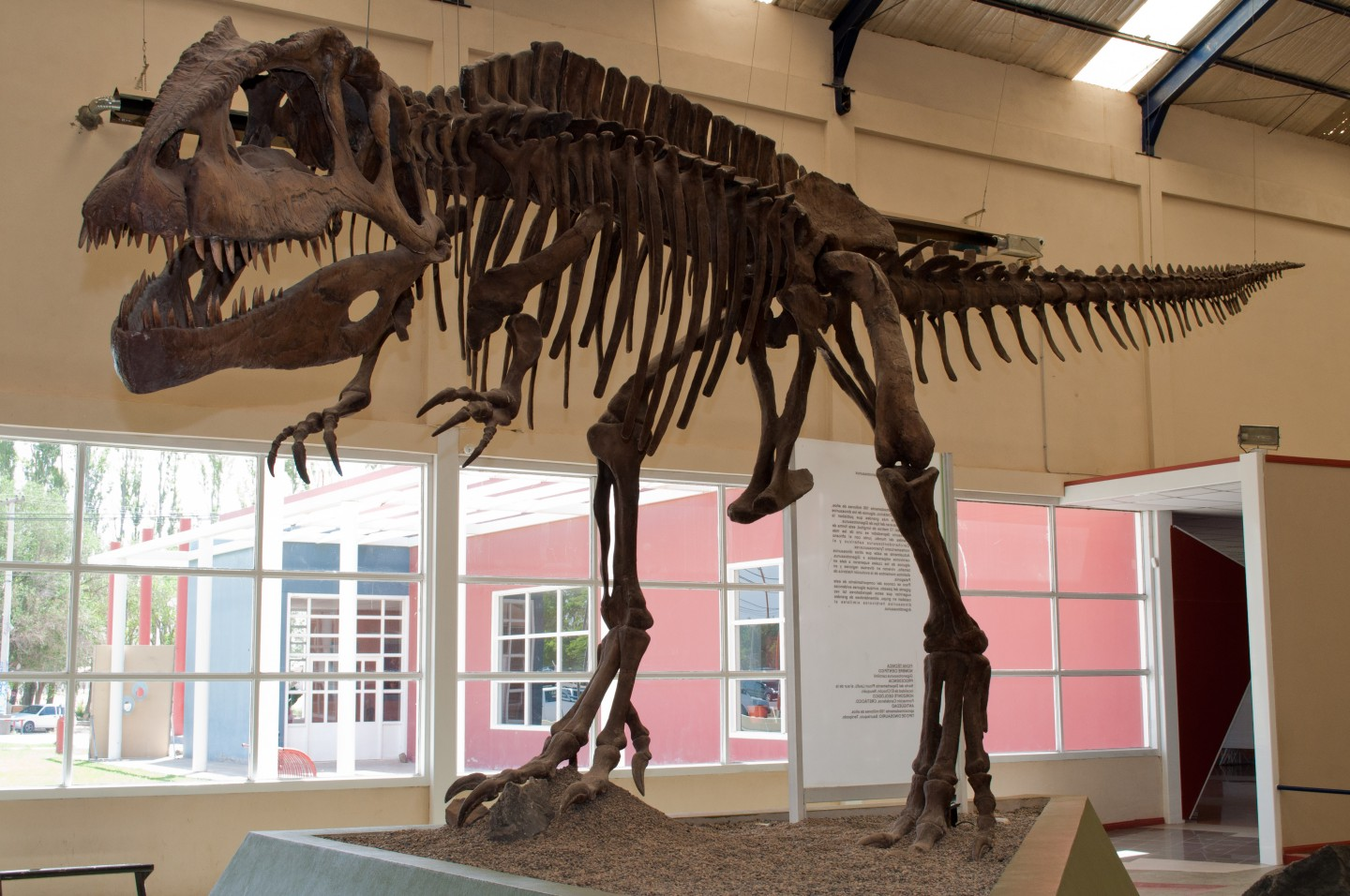 Dónde ver los huesos de los dinosaurios más grandes del mundo