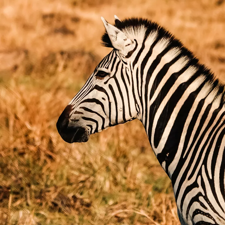 zebra-moremi-game-reserve-botswana-ruggiero-desertdelta0524-95dbccc43e564fa083aa1971c3a73132 - Esta empresa de safaris tiene 9 campamentos con todo incluido que te permiten ver lo mejor de Botswana a pie, en barco y en jeep