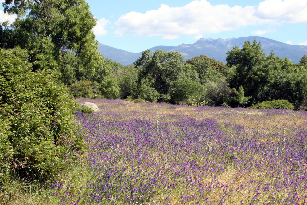 14597532276_24f23da45b_k-1000x667 - Las 4 rutas de la Sierra de Guadarrama en Madrid con paisajes alucinantes