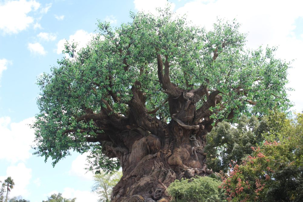 22527437505_2cb0542f38_k-1-1000x667 - Mejores atracciones en Animal Kingdom: itinerario y recomendaciones