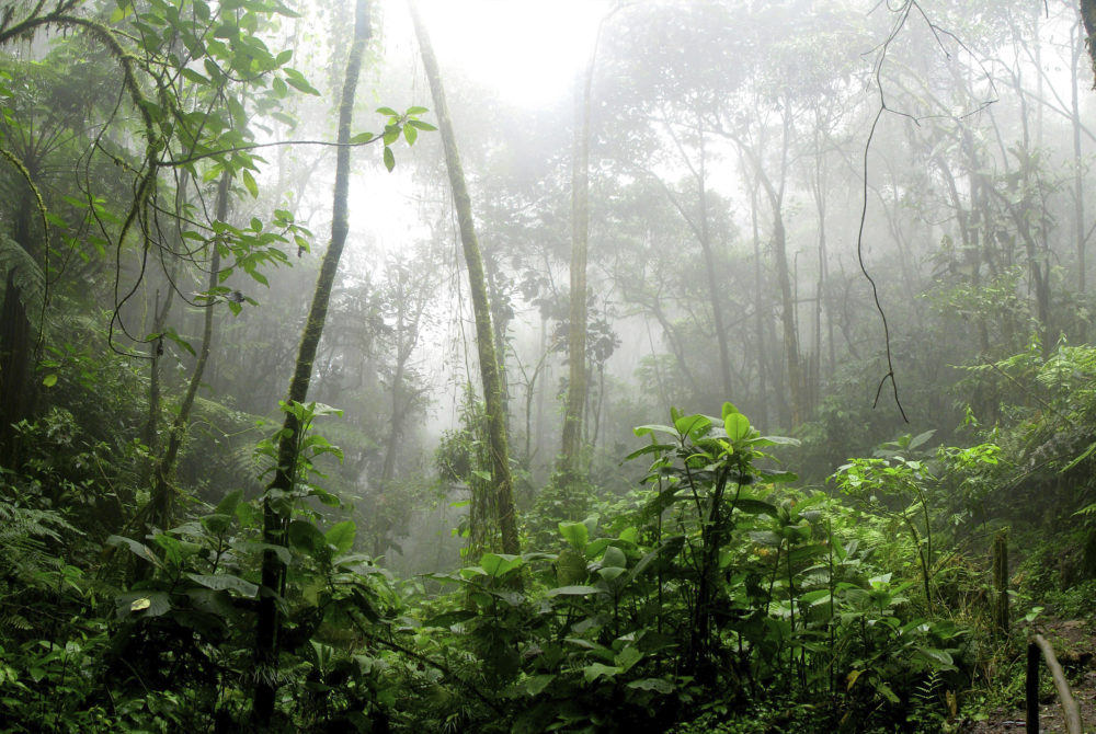 Amazonas-1000x670 - Cuáles son los destinos del Disney Vacation Club en Latinoamérica