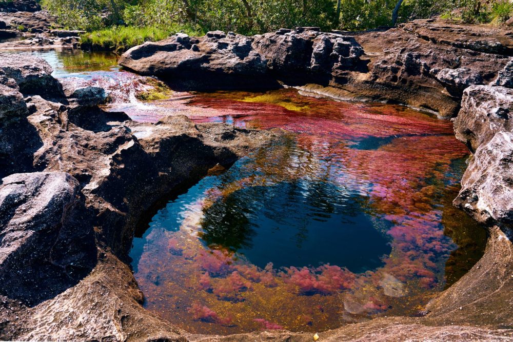 Cano-Cristales-1000x667 - Top 7 lugares paradisíacos de Colombia que todo turista debe conocer