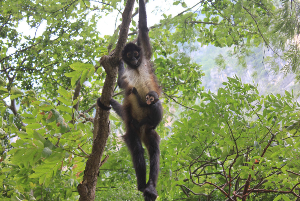 Qué ver en el Cañón del Sumidero, cuánto dura el recorrido y cuánto cuesta la entrada