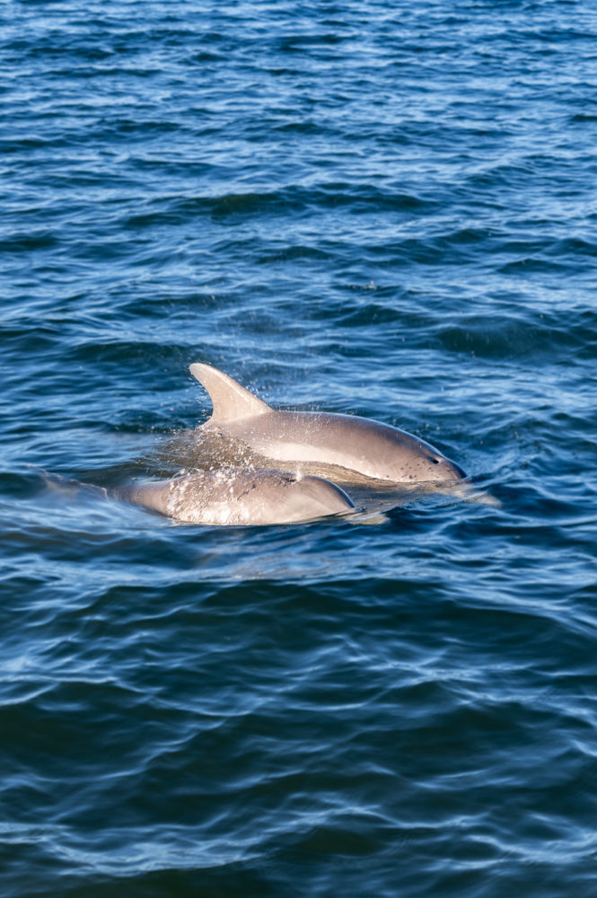 Cetacean-Cruises-delfines-Golfo-de-Mexico-Orange-Beach-Alabama-Marck-Gutt-Don-Viajes-665x1000 - La costa de Alabama: mardi gras, derechos civiles y mucha naturaleza