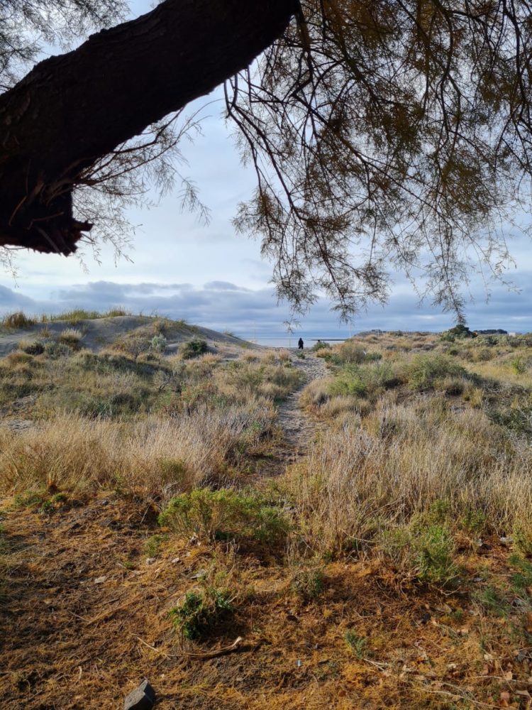 Costanera-Puerto-Madryn-750x1000 - Qué hacer en la ciudad de Puerto Madryn