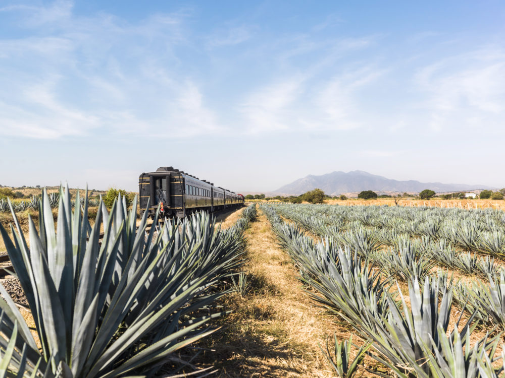 «La Puerta al Mundo del Tequila» en Jalisco: una experiencia entre agaves para los amantes de este destilado