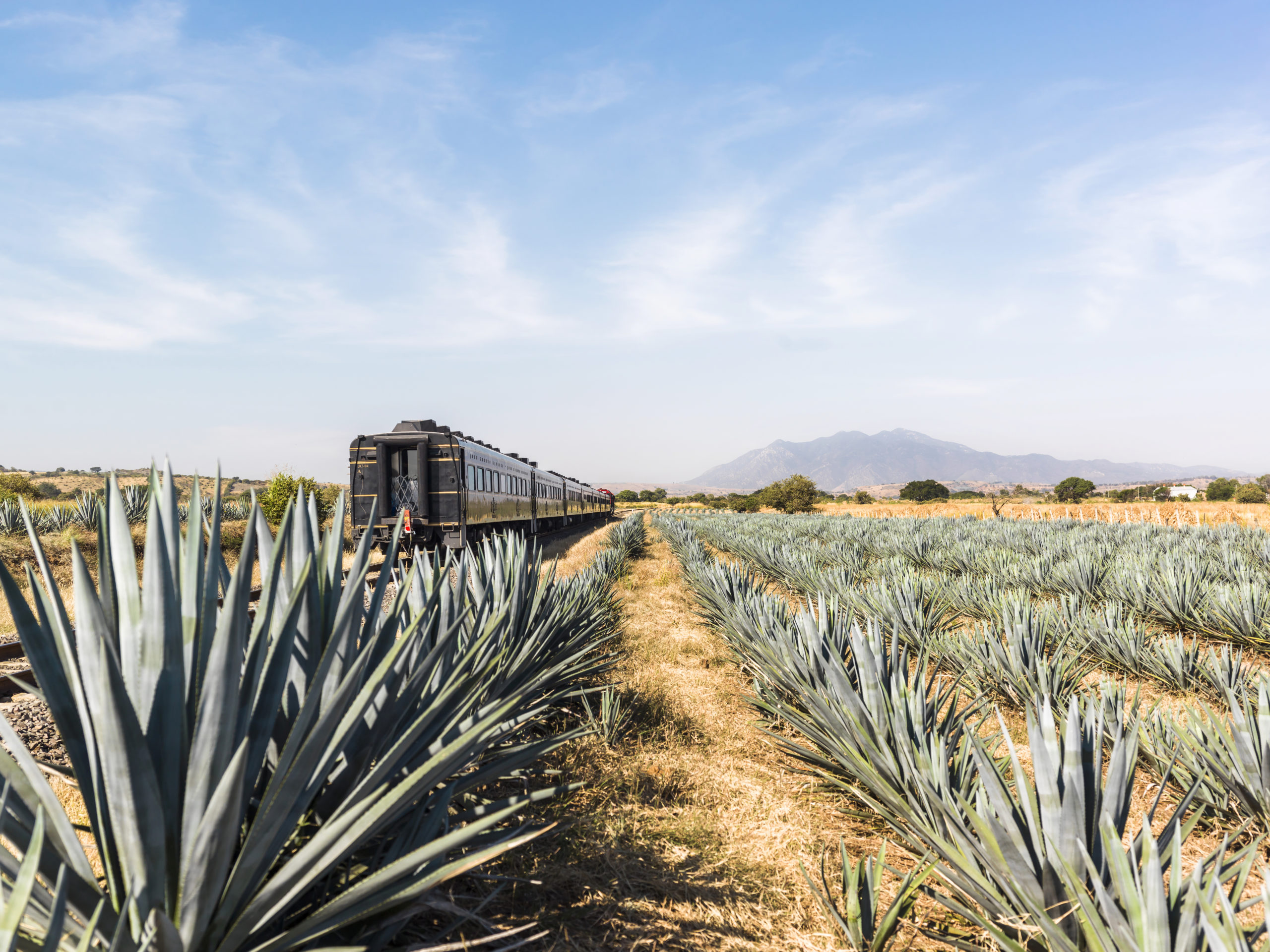 «La Puerta al Mundo del Tequila» en Jalisco: una experiencia entre agaves para los amantes de este destilado