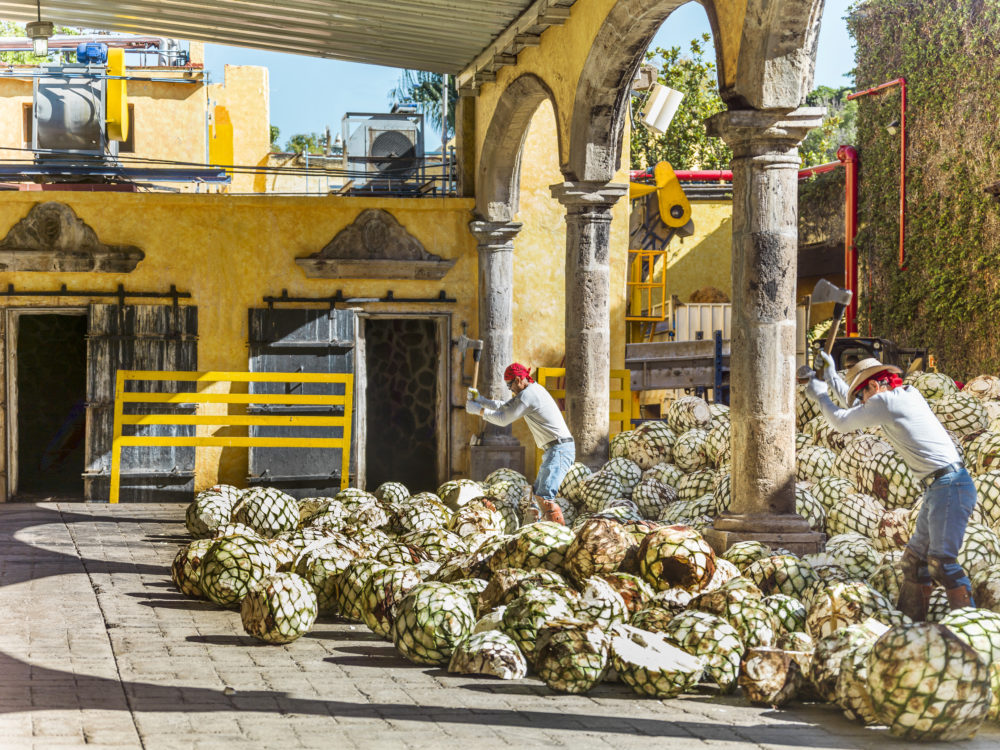 LR_Horneros-1000x750 - "La Puerta al Mundo del Tequila" en Jalisco: una experiencia entre agaves para los amantes de este destilado