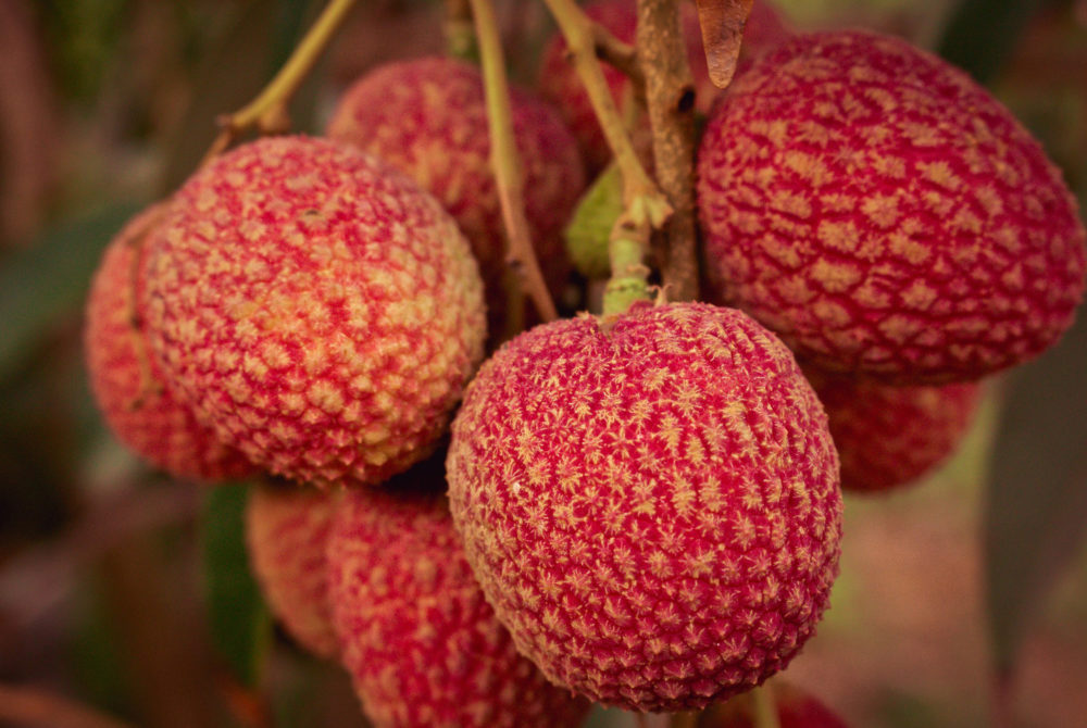 Lichi2-1000x670 - Qué es el lichi, cuándo es la temporada, dónde se cultiva en México y cómo se come