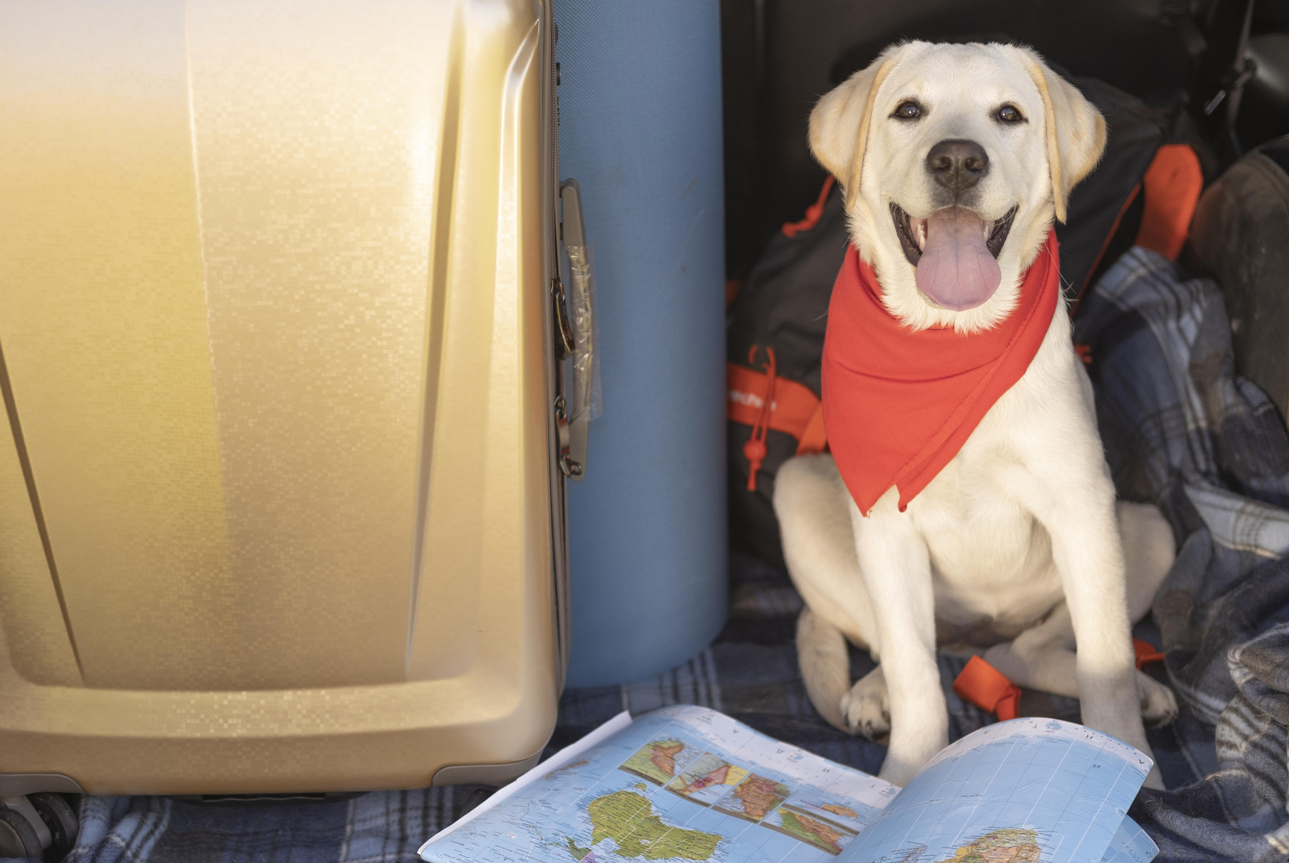 Cómo viajar con perros de más de 10 kilos en avión
