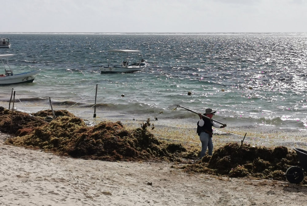 Sargazo3-1000x670 - ¿Cuándo hay sargazo en Playa del Carmen?