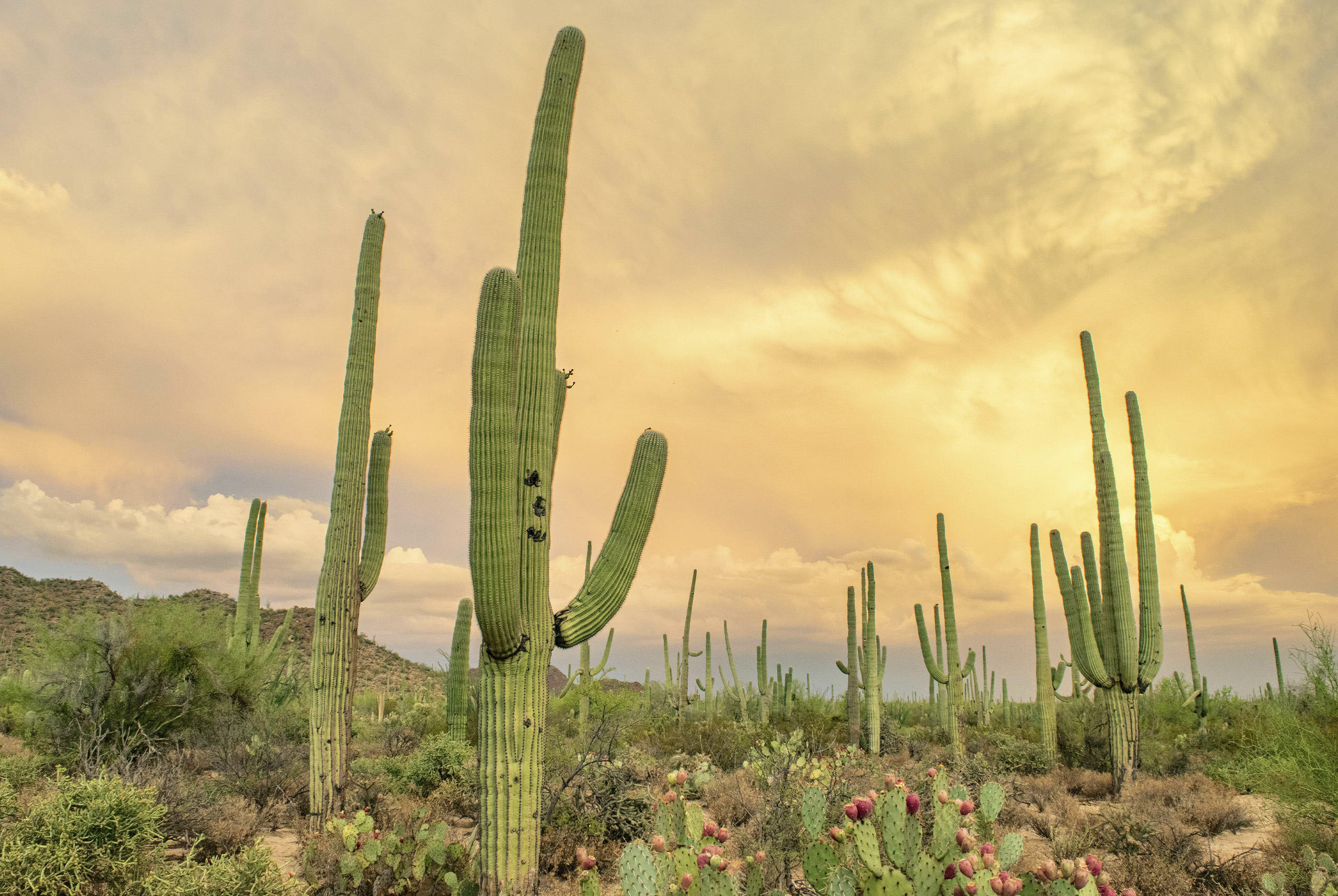Qué ver en el Desierto de Sonora