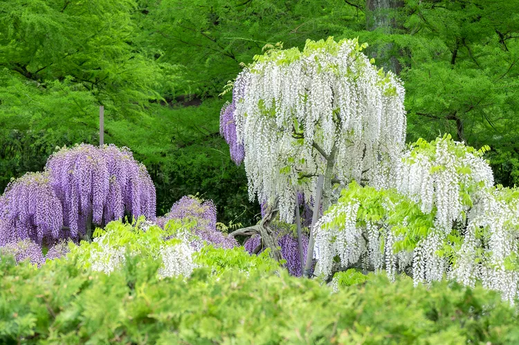 TAL-japanese-wisteria-longwood-gardens-kennett-square-USGARDEN0624-65c30f48c66346669651496af9e0c300 - Este jardín de Pensilvania fue nombrado el más hermoso del mundo