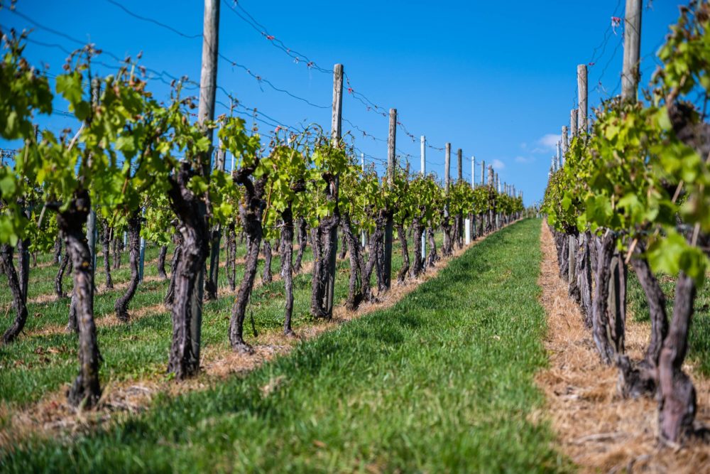 Vinedos-en-Navarra-1000x667 - Qué hacer en Pamplona: itinerario para 1, 3 y 7 días