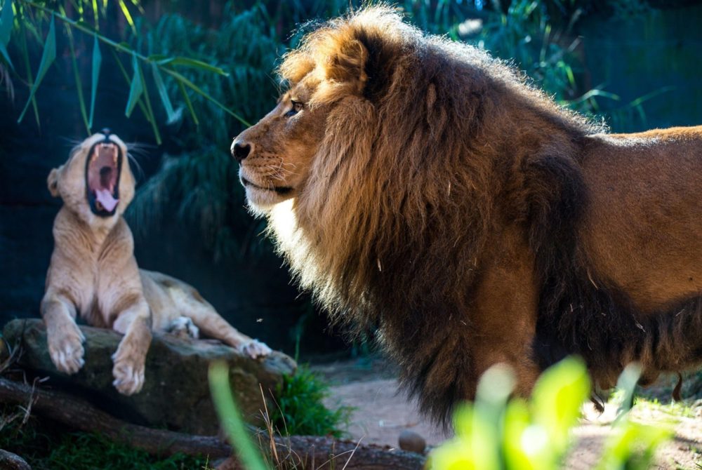 animal-3332729_1280-1-1000x670 - 5 musicales en Madrid para ver en familia