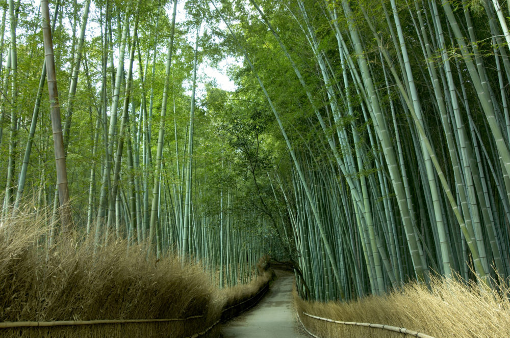 bosque_de_bambu_Kioto-1000x664 - 5 locaciones que inspiraron películas de Studio Ghibli