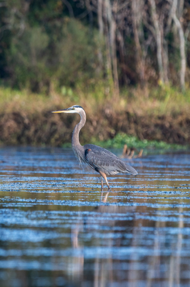 garza-azul-delta-Mobile-Tensaw-Alabama-Marck-Gutt-Don-Viajes-665x1000 - La costa de Alabama: mardi gras, derechos civiles y mucha naturaleza
