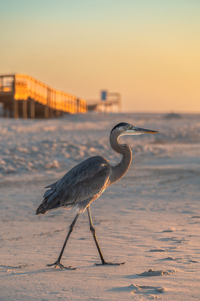 garza-azul-playa-Gulf-State-Park-Alabama-Marck-Gutt-Don-Viajes-665x1000 - La costa de Alabama: mardi gras, derechos civiles y mucha naturaleza