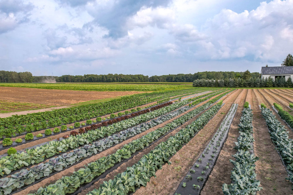 Sabores de Ontario’s Southwest: road trip culinario en Canadá