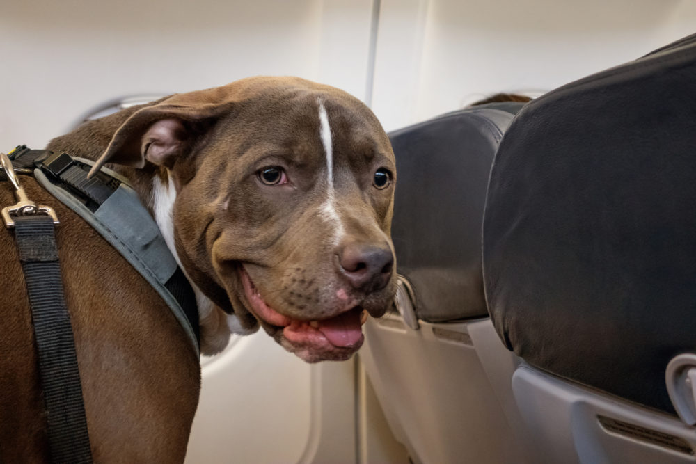 iStock-909691688-1000x667 - Cómo viajar con perros de más de 10 kilos en avión